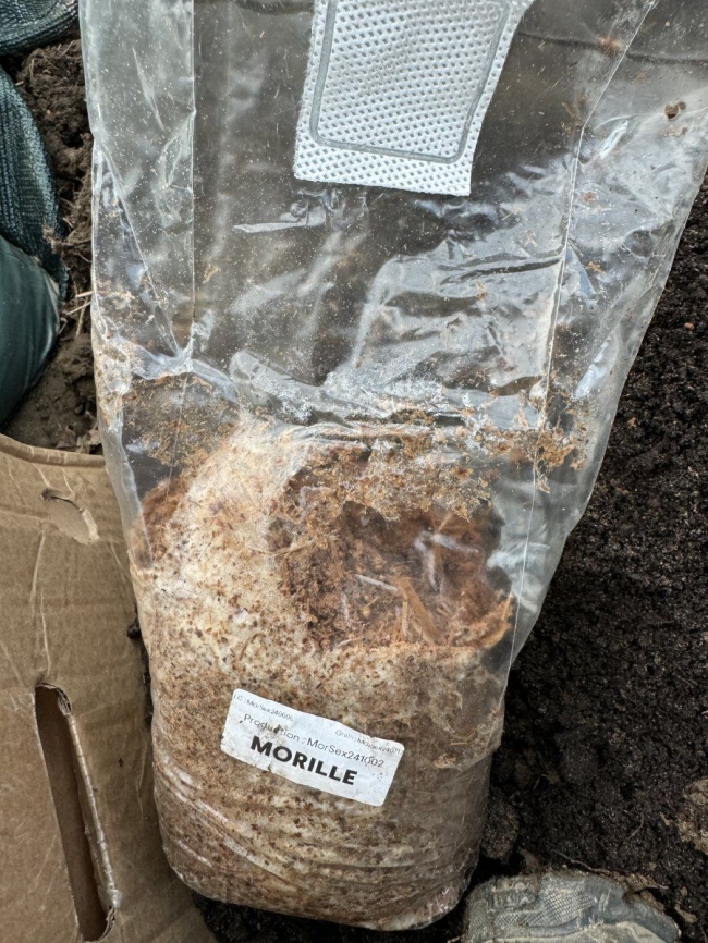 Mycélium de Morille