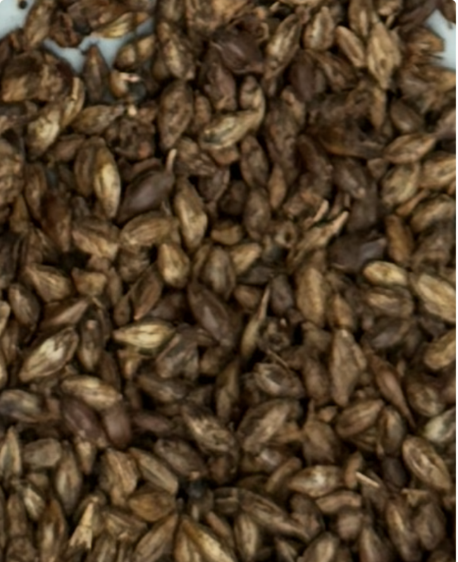 Grain Stérilisé