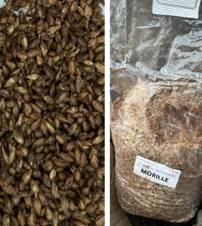 Mycelium de Morille et grains stérilisés